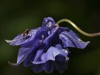 Aquilegia vulgaris 19, Wilde akelei, Saxifraga-Jan van der Straaten