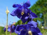Aquilegia vulgaris 2, Wilde akelei, Saxifraga-Ed Stikvoort