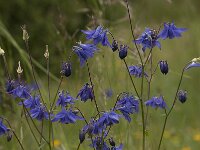 Aquilegia vulgaris 20, Wilde akelei, Saxifraga-Jan van der Straaten