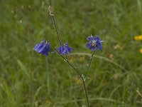 Aquilegia vulgaris 21, Wilde akelei, Saxifraga-Jan van der Straaten