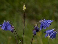 Aquilegia vulgaris 22, Wilde akelei, Saxifraga-Jan van der Straaten