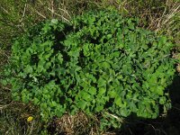 Aquilegia vulgaris 23, Wilde akelei, Saxifraga-Rutger Barendse