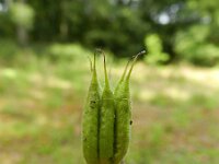 Aquilegia vulgaris 25, Wilde akelei, Saxifraga-Rutger Barendse