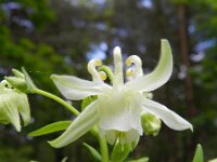 Aquilegia vulgaris 26, Wilde akelei, Saxifraga-Rutger Barendse
