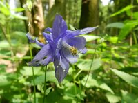 Aquilegia vulgaris 27, Wilde akelei, Saxifraga-Rutger Barendse