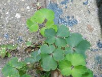 Aquilegia vulgaris 28, Wilde akelei, Saxifraga-Rutger Barendse