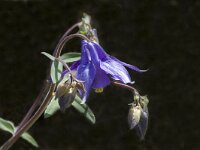Aquilegia vulgaris 3, Wilde akelei, Saxifraga-Marijke Verhagen