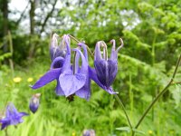 Aquilegia vulgaris 30, Wilde akelei, Saxifraga-Rutger Barendse