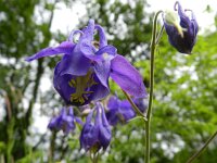Aquilegia vulgaris 31, Wilde akelei, Saxifraga-Rutger Barendse