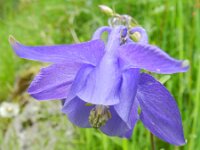 Aquilegia vulgaris 33, Wilde akelei, Saxifraga-Rutger Barendse