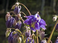 Aquilegia vulgaris 34, Wilde akelei, Saxifraga-Marijke Verhagen