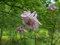 Aquilegia vulgaris 35, Wilde akelei, Saxifraga-Ed Stikvoort