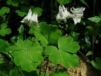 Aquilegia vulgaris 36, Wilde akelei, Saxifraga-Ed Stikvoort