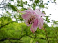 Aquilegia vulgaris 37, Wilde akelei, Saxifraga-Ed Stikvoort