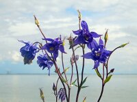 Aquilegia vulgaris 38, Wilde akelei, Saxifraga-Ed Stikvoort