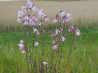 Aquilegia vulgaris 39, Wilde akelei, Saxifraga-Ed Stikvoort