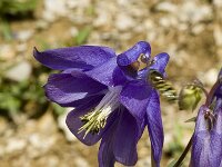 Aquilegia vulgaris 4, Wilde akelei, Saxifraga-Jan van der Straaten