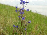 Aquilegia vulgaris 40, Wilde akelei, Saxifraga-Ed Stikvoort