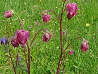Aquilegia vulgaris 47, Wilde akelei, Saxifraga-Hans Grotenhuis