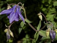 Aquilegia vulgaris 5, Wilde akelei, Saxifraga-Marijke Verhagen