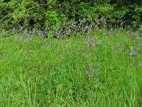 Aquilegia vulgaris 50, Wilde akelei, Saxifraga-Hans Grotenhuis