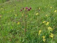 Aquilegia vulgaris 55, Wilde akelei, Saxifraga-Hans Grotenhuis