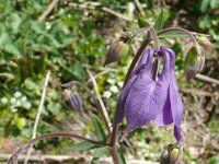 Aquilegia vulgaris 62, Wilde akelei, Saxifraga-Hans Grotenhuis