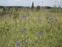 Aquilegia vulgaris 63, Wilde akelei, Saxifraga-Willem van Kruijsbergen