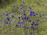 Aquilegia vulgaris 64, Wilde akelei, Saxifraga-Willem van Kruijsbergen