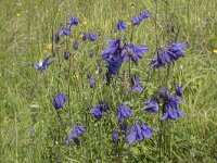 Aquilegia vulgaris 65, Wilde akelei, Saxifraga-Willem van Kruijsbergen (2)