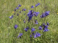 Aquilegia vulgaris 65, Wilde akelei, Saxifraga-Willem van Kruijsbergen