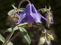 Aquilegia vulgaris 7, Wilde akelei, Saxifraga-Jan van der Straaten