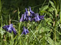 Aquilegia vulgaris 73, Wilde akelei, Saxifraga-Jan van der Straaten