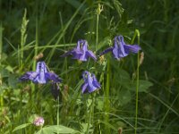 Aquilegia vulgaris 74, Wilde akelei, Saxifraga-Jan van der Straaten