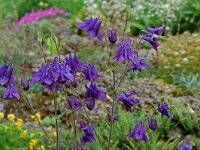 Aquilegia vulgaris 8, Wilde akelei, Saxifraga-Willem van Kruijsbergen