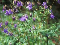 Aquilegia vulgaris 9, Wilde akelei, Saxifraga-Piet Zomerdijk