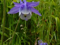 Aquilegia vulgaris ssp dichroa 69, Saxifraga-Ed Stikvoort : Fene - Pontedeume s9900