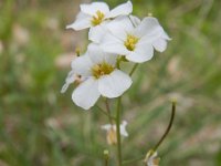 Arabidopsis arenosa 1, Rozetsteenkers, Saxifraga-Ed Stikvoort