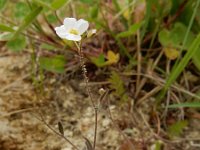 Arabidopsis arenosa 10, Rozetsteenkers, Saxifraga-Ed Stikvoort