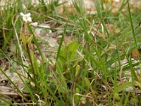 Arabidopsis arenosa 11, Rozetsteenkers, Saxifraga-Ed Stikvoort