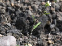Arabidopsis arenosa 13, Rozetsteenkers, Saxifraga-Peter Meininger