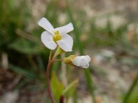 Arabidopsis arenosa 3, Rozetsteenkers, Saxifraga-Ed Stikvoort