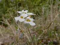 Arabidopsis arenosa 6, Rozetsteenkers, Saxifraga-Ed Stikvoort