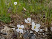 Arabidopsis arenosa 9, Rozetsteenkers, Saxifraga-Ed Stikvoort