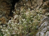 Arabis arenosa 2, Rozetsteenkers, Saxifraga-Jasenka Topic