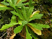 Arabis caucasica 13, Saxifraga-Hans Grotenhuis