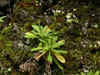 Arabis caucasica 14, Saxifraga-Hans Grotenhuis