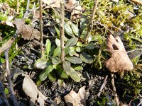 Arabis hirsuta 10, Ruige scheefkelk, Saxifraga-Rutger Barendse