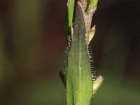 Arabis hirsuta 11, Ruige scheefkelk, Saxifraga-Rutger Barendse