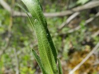 Arabis hirsuta 12, Ruige scheefkelk, Saxifraga-Rutger Barendse